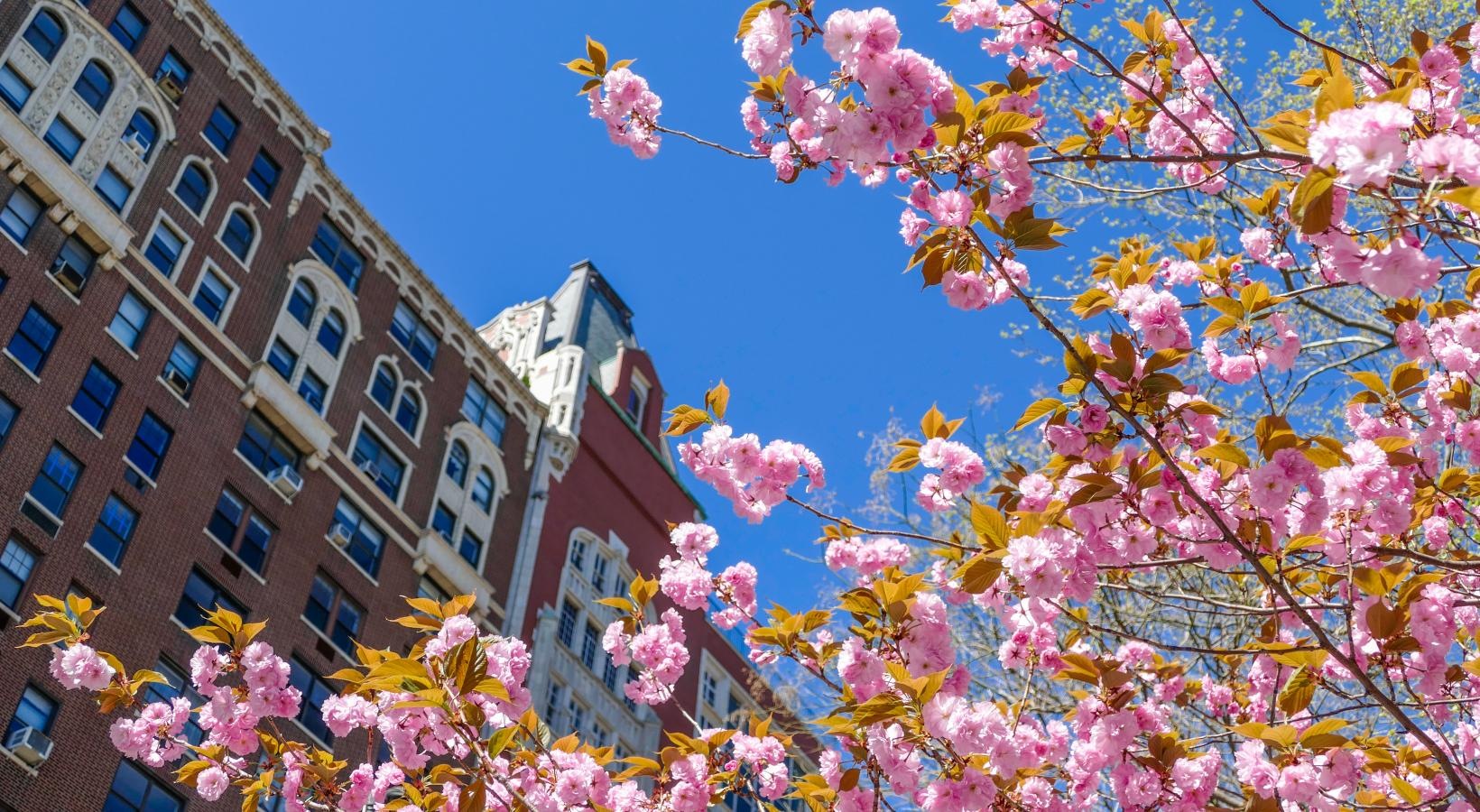 Find your perfect fit at The Larstrand a tree with pink flowers in front of a building